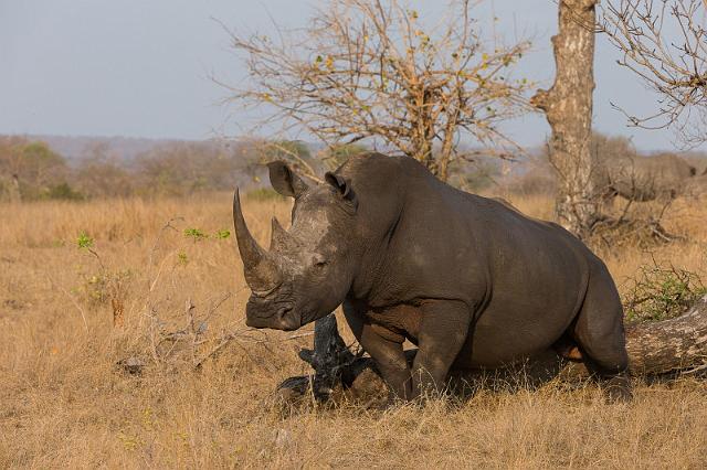 120 Zuid-Afrika, Sabi Sand Game Reserve.jpg